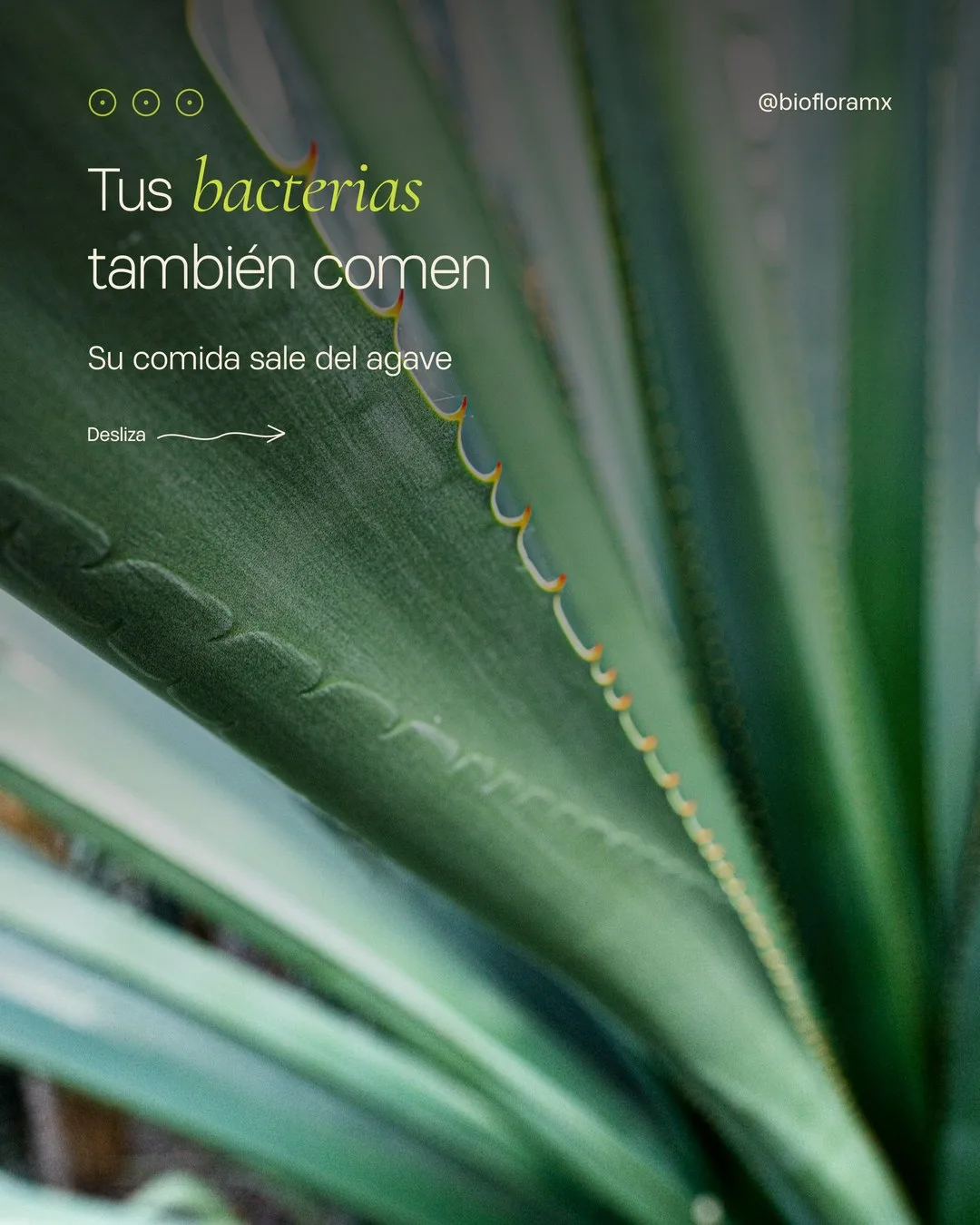 Hojas de agave de cerca, con espinas en el borde, y el texto «Tus bacterias también comen. Su comida sale del agave».